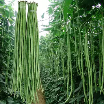 🌱 Hosszúbab: magas hozamú, gyors betakarítású zöldség 🌿