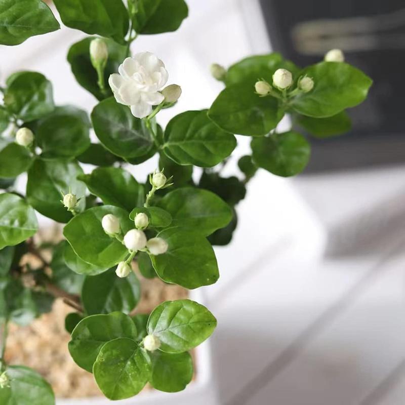 Jasmine Leaves