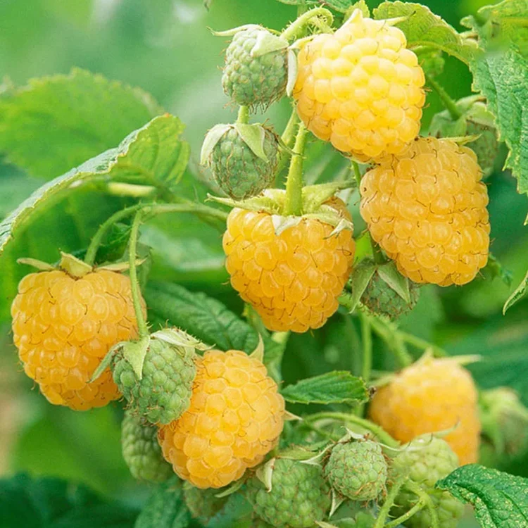 🍓🌱 Termessze saját málnáját — friss, édes és szüretre kész gyümölcsök