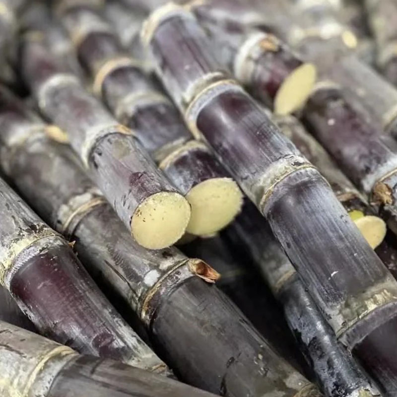 🌱Termessz saját cukornádat – magas csírázási arányú magok ✨ az egyszerű otthoni kertészkedéshez🌿!