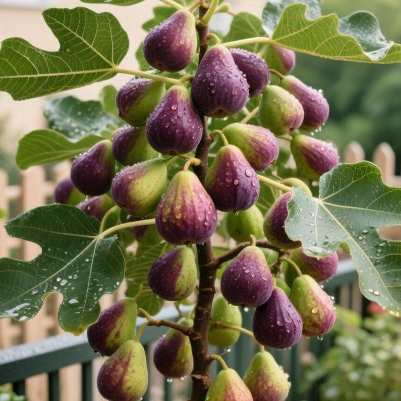 🔥 Akció 49% kedvezménnyel 🔥 Mission Fig (Ficus carica) magok - tartós, könnyen termeszthető, gazdag termés