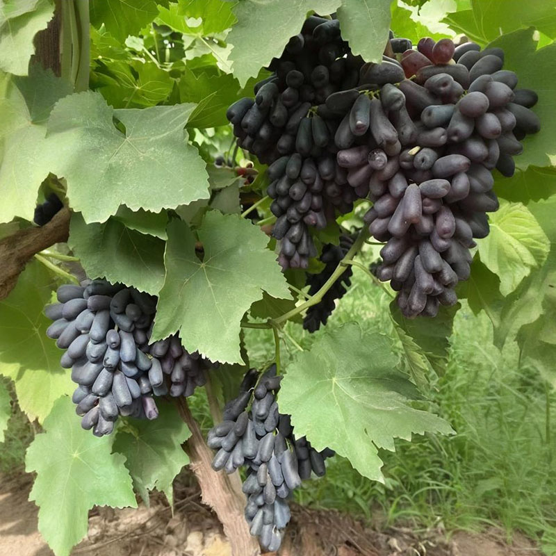 🍇Zafír szőlőmagok
