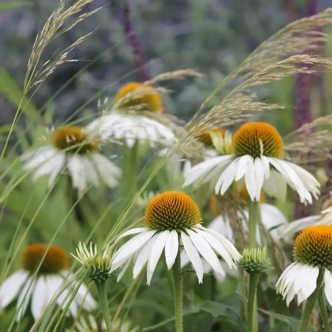 Semena třapatkovky nachové (Echinacea purpurea)