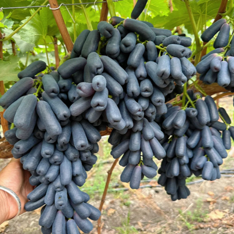 🍇Zafír szőlőmagok