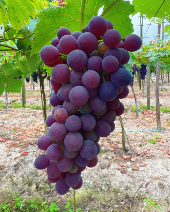 🍇 Extra lédús szőlő - nagy gyümölcsök, finom íz és könnyen termeszthető 🌿