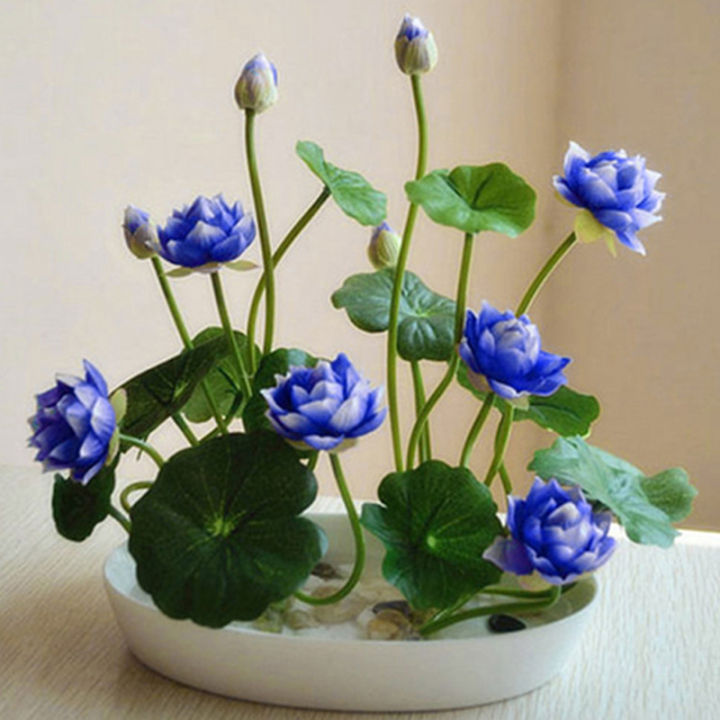 💖💖 Prémium Bonsai Lótuszvirág Magok - GMO-mentes, örökségnek számító vízikerti növény