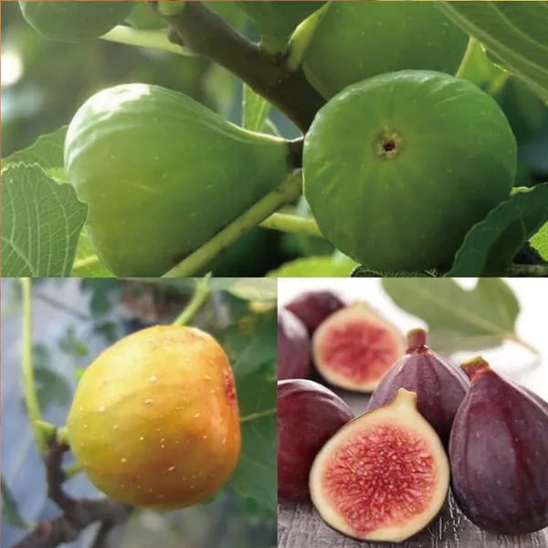 🔥 Akció 49% kedvezménnyel 🔥 Mission Fig (Ficus carica) magok - tartós, könnyen termeszthető, gazdag termés