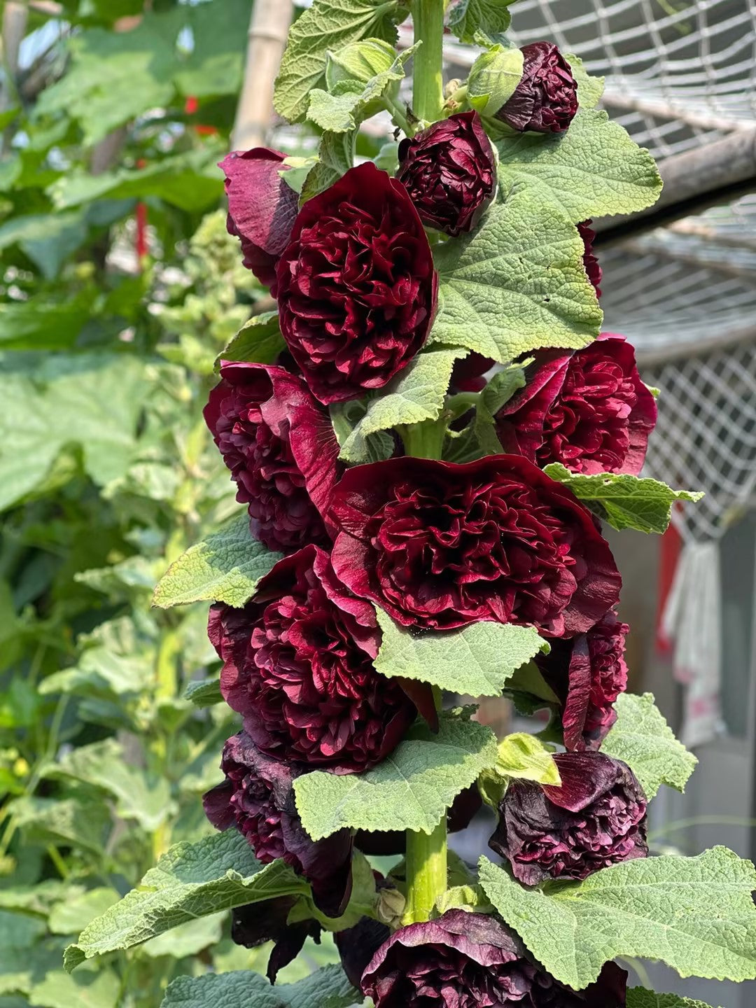 🌺Semena plnokvěté topolovky🌺(🌱Zaručené ujmutí: Bezplatná náhrada🌿)