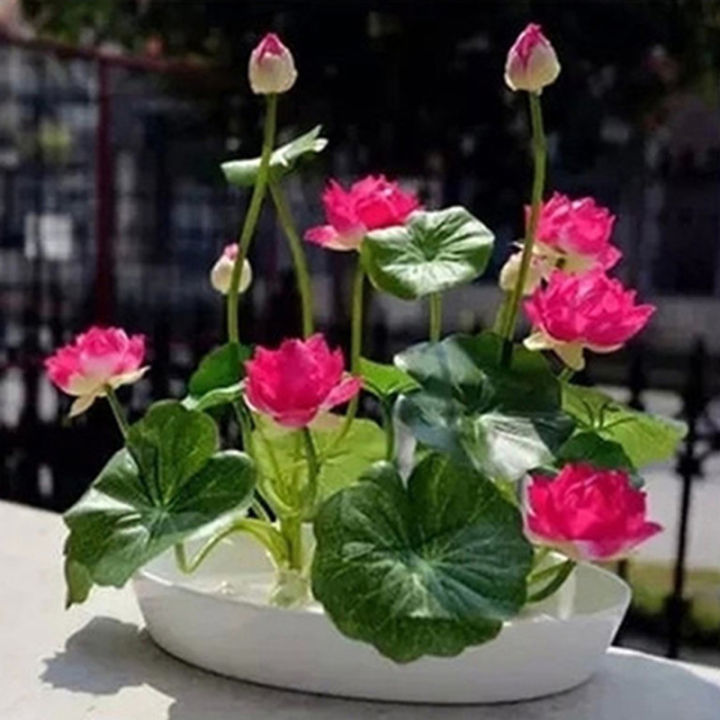 💖💖 Prémium Bonsai Lótuszvirág Magok - GMO-mentes, örökségnek számító vízikerti növény