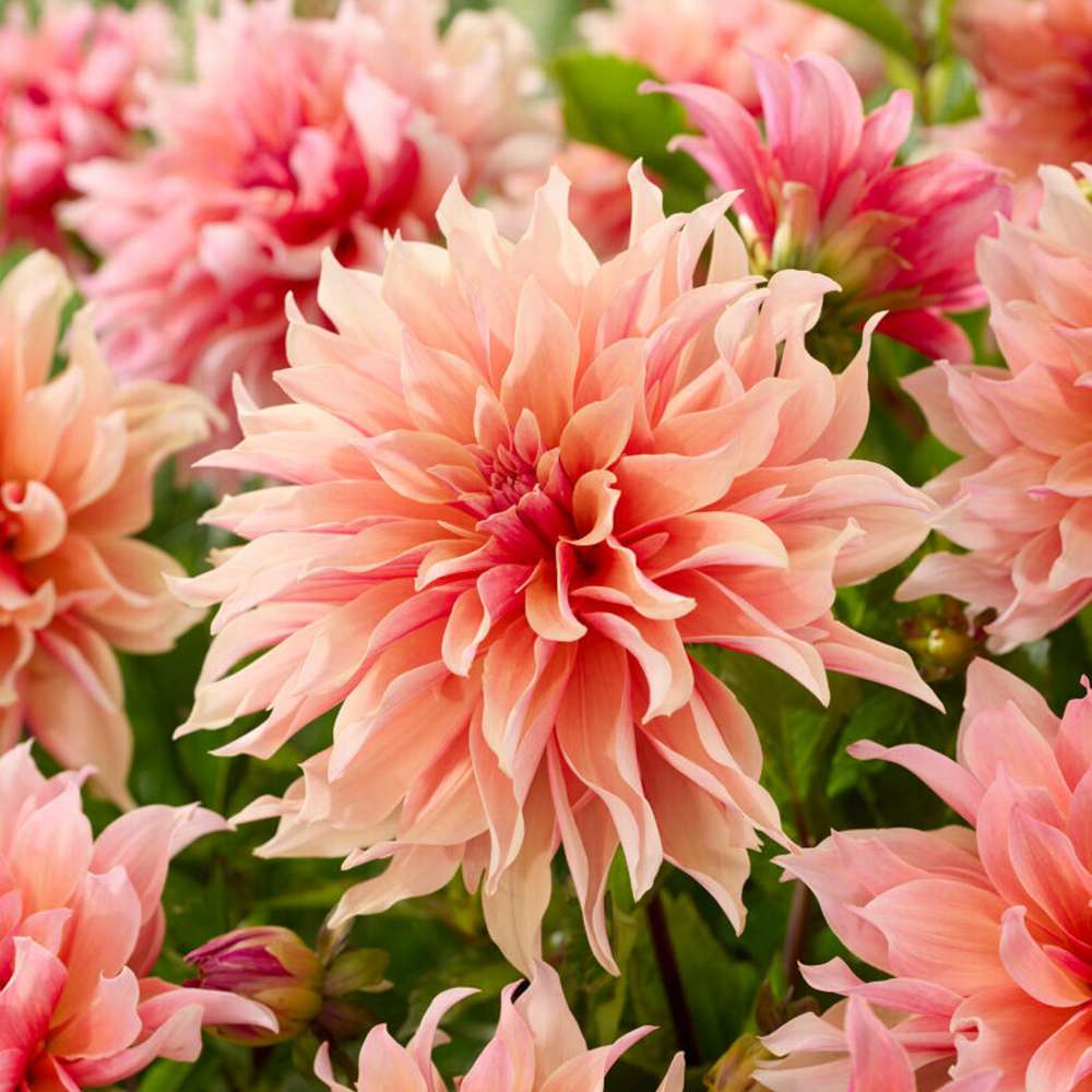 🔥Utolsó 24 óra – 50% kedvezmény! 🌸Ritka telt virágú dáliák különleges kertekbe🌸