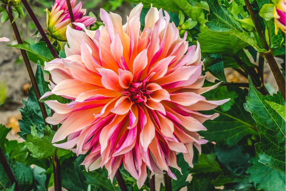 🔥Utolsó 24 óra – 50% kedvezmény! 🌸Ritka telt virágú dáliák különleges kertekbe🌸