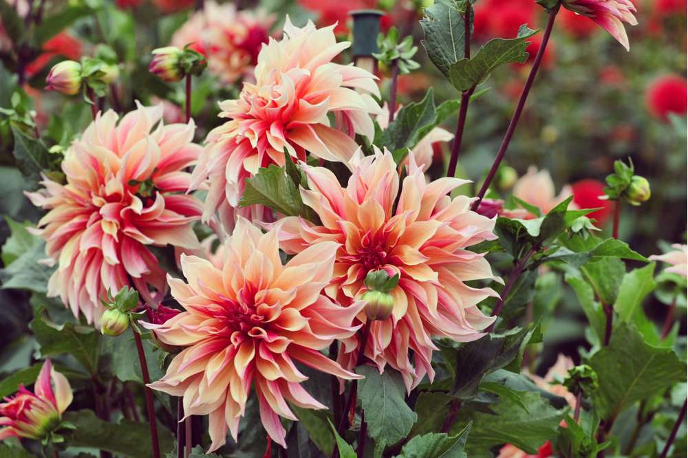 🔥Utolsó 24 óra – 50% kedvezmény! 🌸Ritka telt virágú dáliák különleges kertekbe🌸