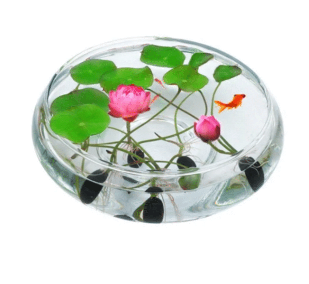 💖💖 Prémium Bonsai Lótuszvirág Magok - GMO-mentes, örökségnek számító vízikerti növény