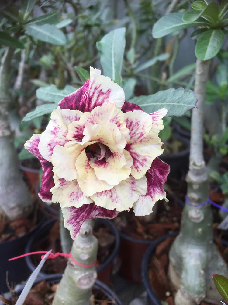 🏠🤗Desert Rose Bulbs💥Heat Resistant & Super Easy Care🌹🌵