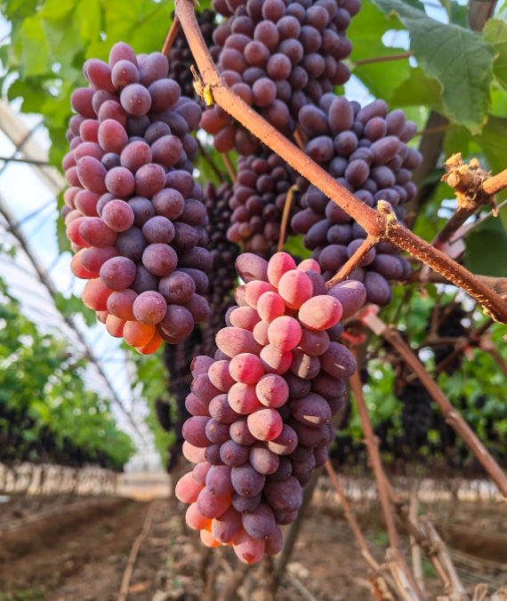 🍇 Extra lédús szőlő - nagy gyümölcsök, finom íz és könnyen termeszthető 🌿
