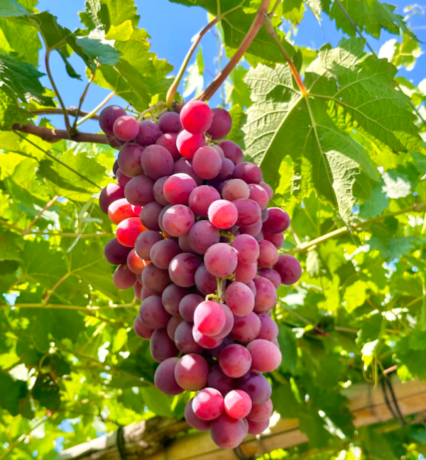 🍇 Extra lédús szőlő - nagy gyümölcsök, finom íz és könnyen termeszthető 🌿