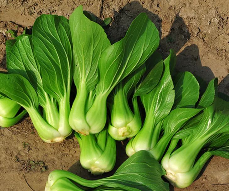 Bok choy magok (pechay) Nagy levelek, magas hozam, telt szár