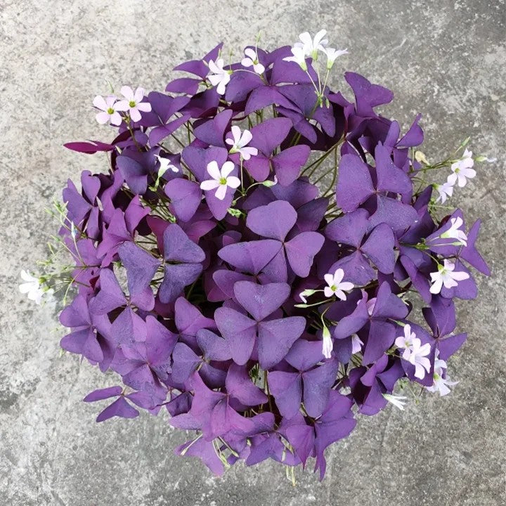 🔥Oxalis Triangularis Purple Shamrock Cibule rostliny Hodně štěstí