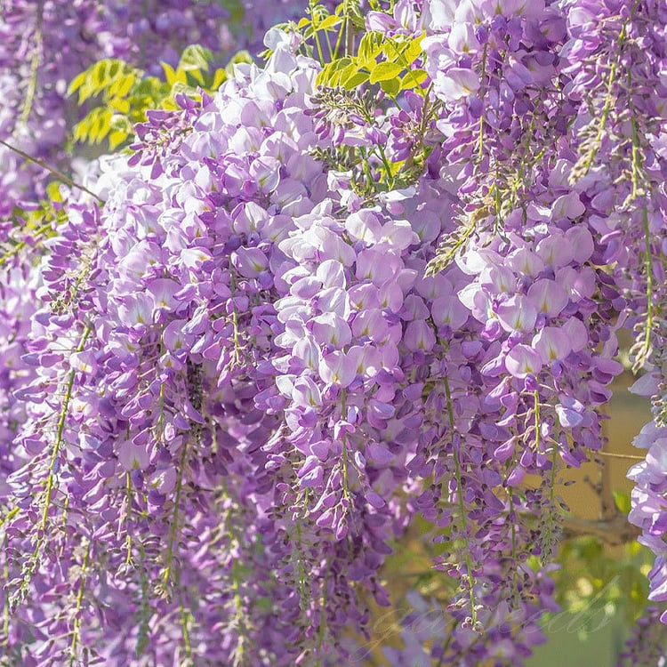 🌸Semena vistárie - KASKÁDOVÁ KRÁSA ZAHRADY PO CELÝ ROK