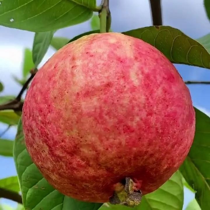 🍈 Semena z růžové guavy na výsadbu – Vhodná do květináčů, skleníků a otevřených zahrad 🍈