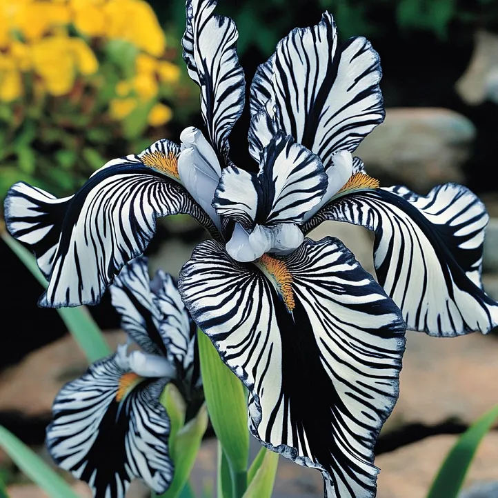 💐Kosatec „Zebra Stripes“ (Iris germanica) – Výrazná pruhovaná kráska