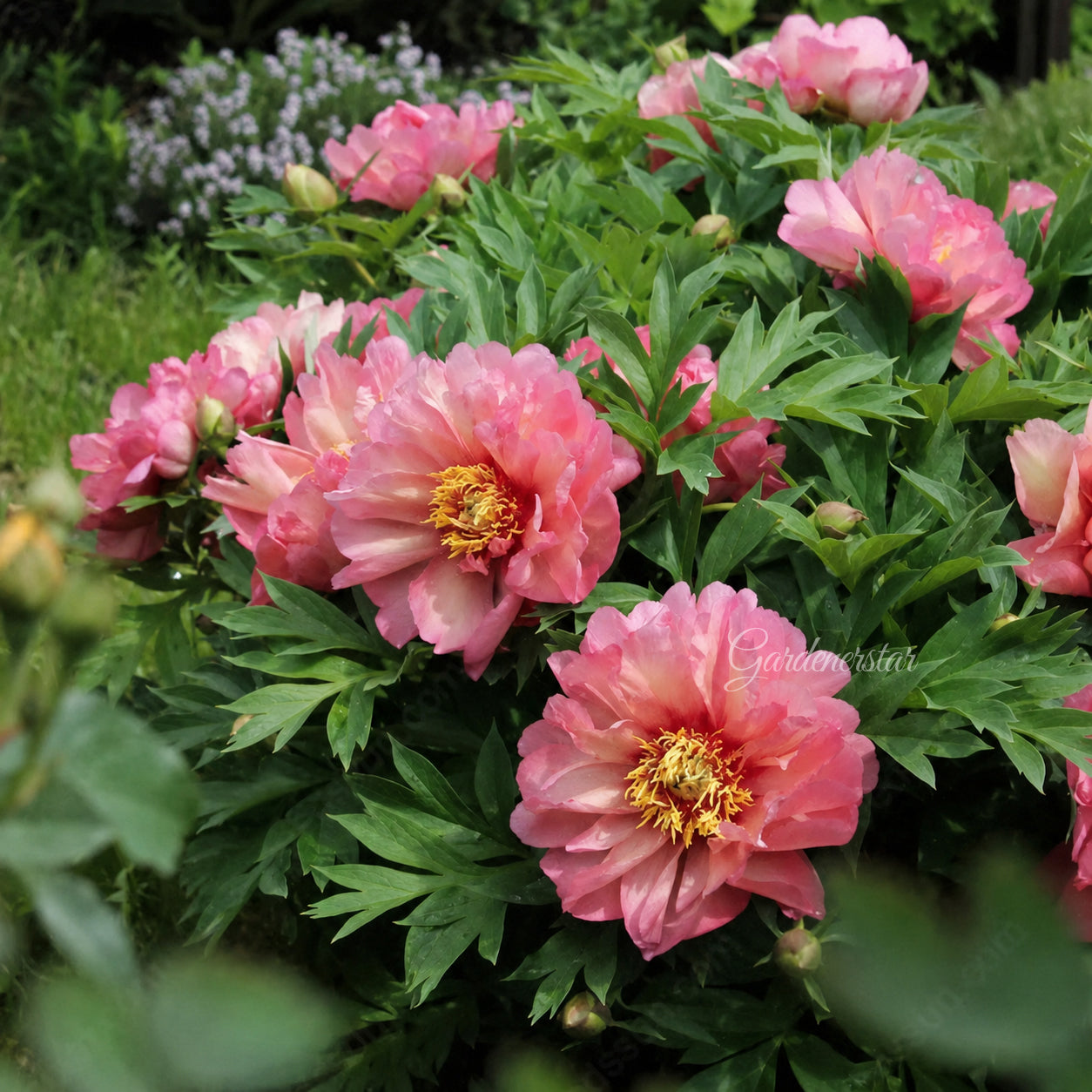 🌸Vzácná popínavá pivoňka se semeny, velké a plné květy, mrazuvzdorná trvalka, snadno se pěstuje a je oblíbenou zahradní rostlinou.