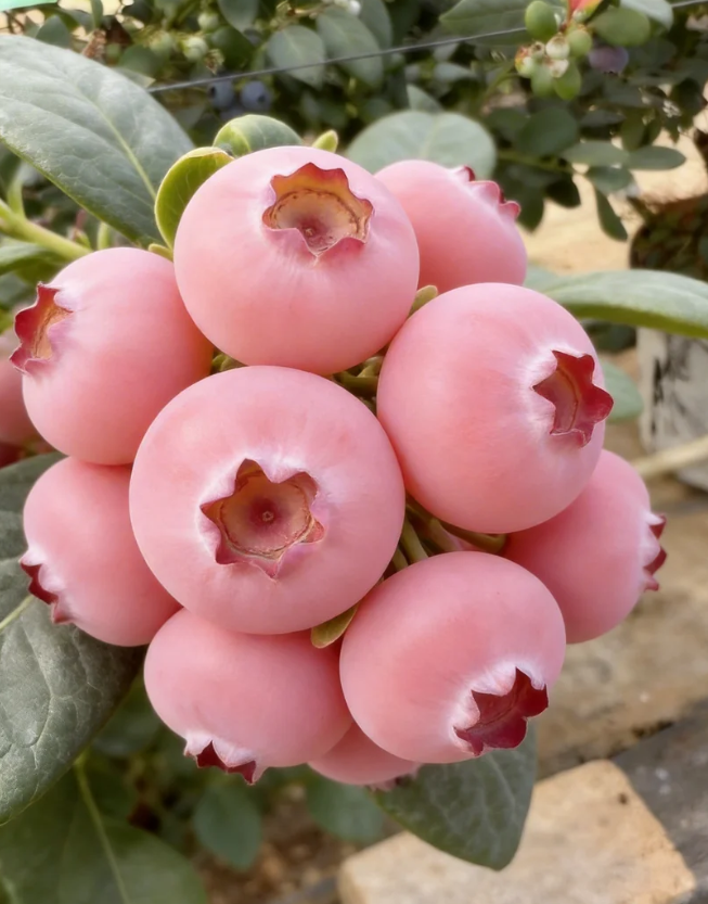 Semínka borůvek Pink Bliss – Dvojitá sladkost
