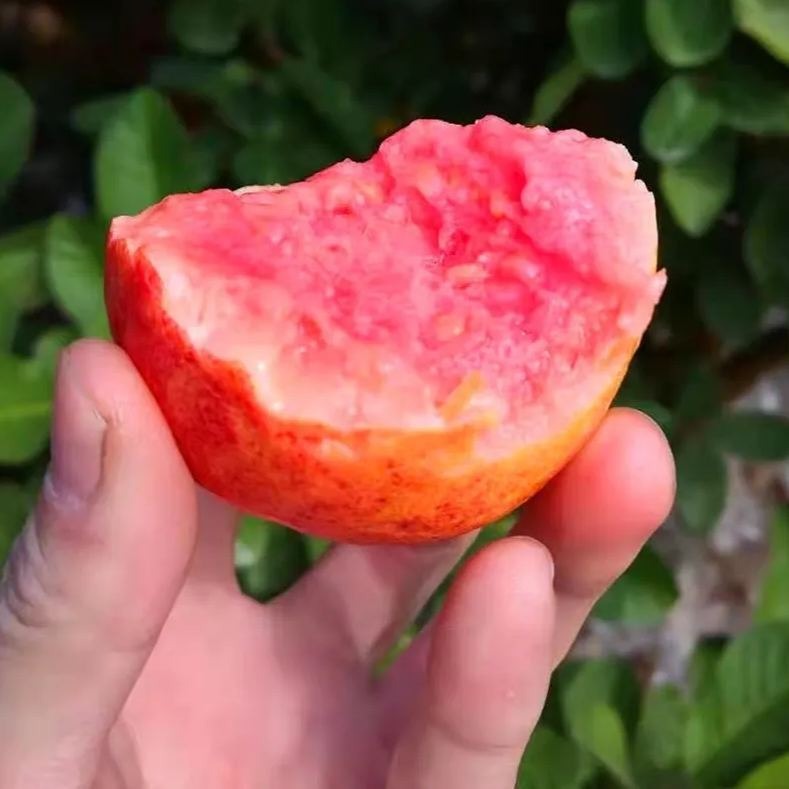 🍈 Semena z růžové guavy na výsadbu – Vhodná do květináčů, skleníků a otevřených zahrad 🍈