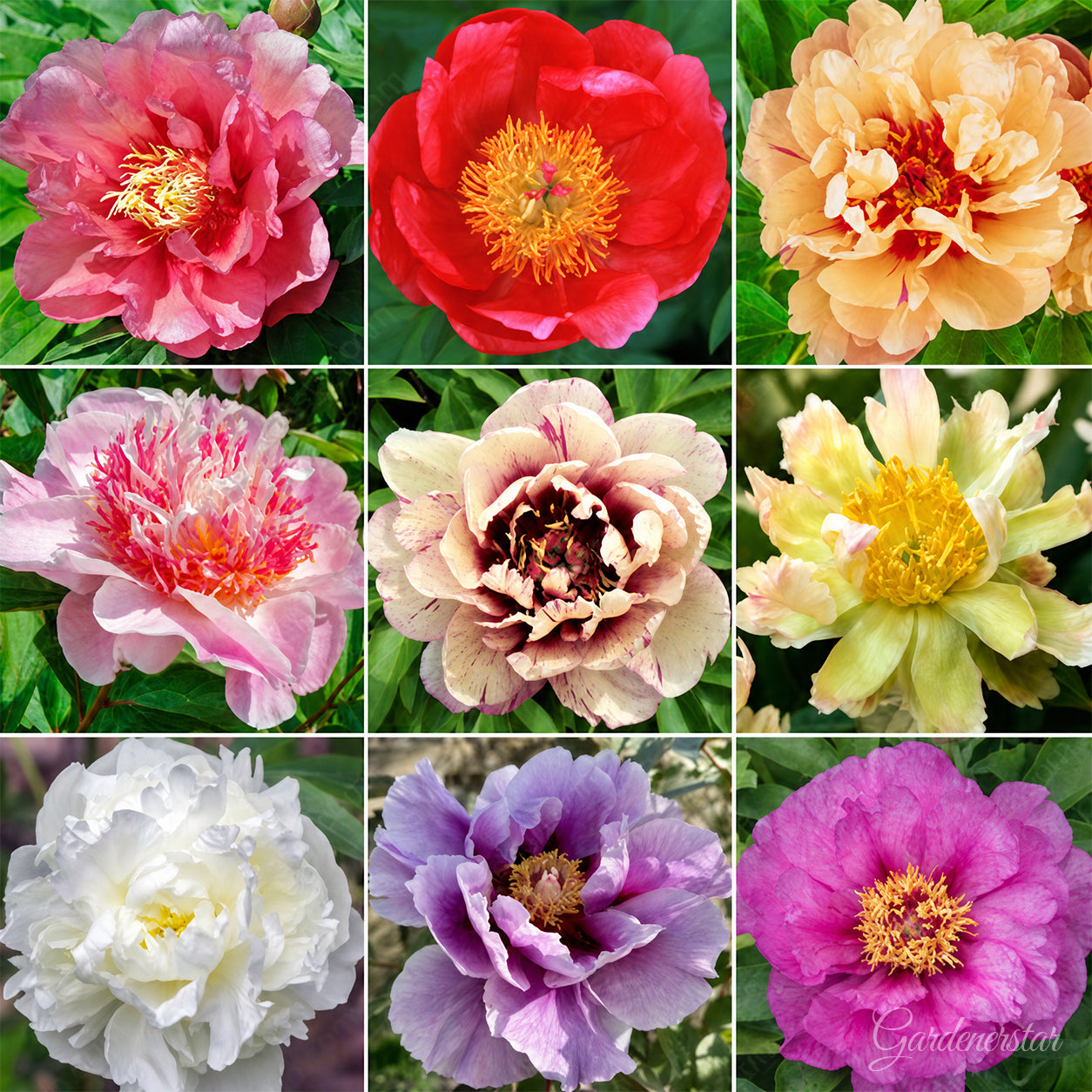 🌸Vzácná popínavá pivoňka se semeny, velké a plné květy, mrazuvzdorná trvalka, snadno se pěstuje a je oblíbenou zahradní rostlinou.