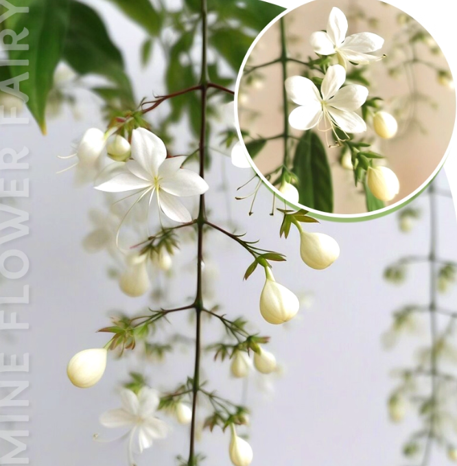 🌸Dvojitá jasmínová semínka – Vaše voňavá noční zahradní senzace!🌿❄️