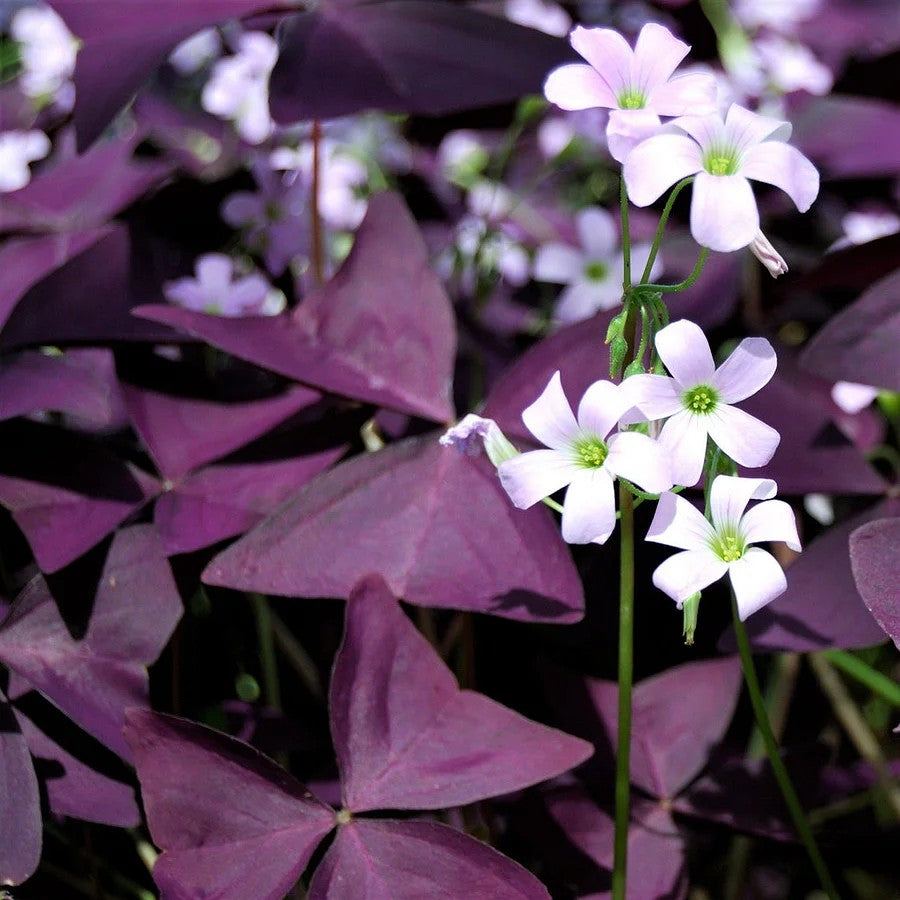 🔥Oxalis Triangularis Purple Shamrock Cibule rostliny Hodně štěstí