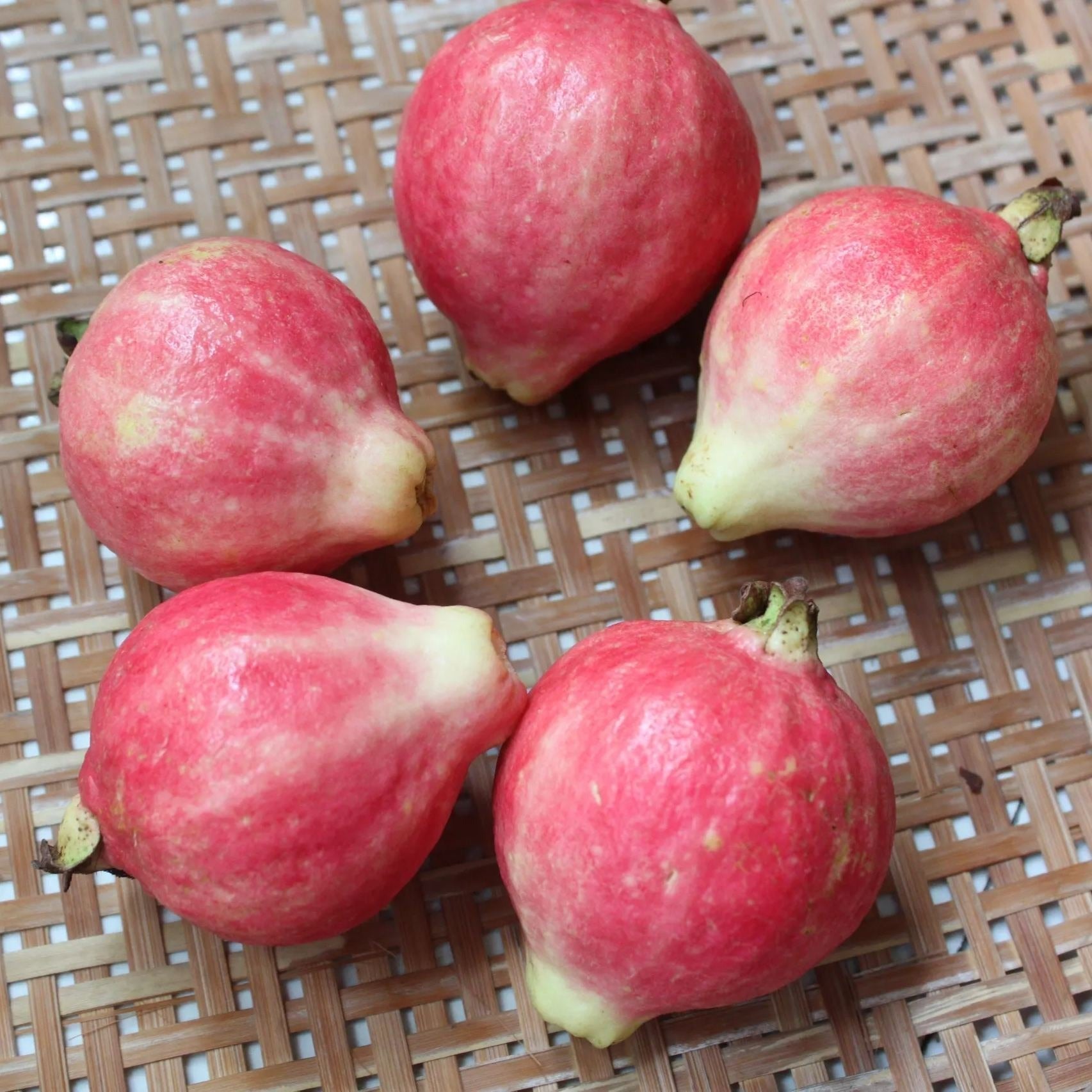 🍈 Semena z růžové guavy na výsadbu – Vhodná do květináčů, skleníků a otevřených zahrad 🍈