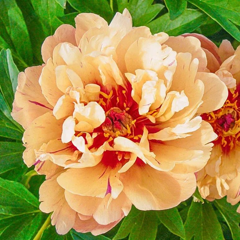 🌸 Pásovitá pivoňka - odolná trvalka, popínavá rostlina pro vnitřní i venkovní krásu