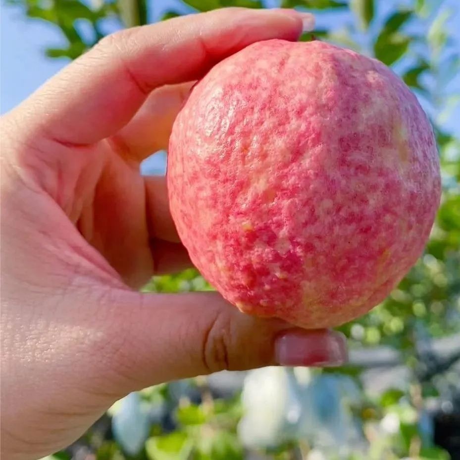 🍈 Semena z růžové guavy na výsadbu – Vhodná do květináčů, skleníků a otevřených zahrad 🍈