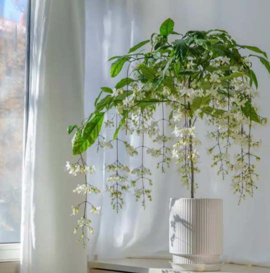 🌸Dvojitá jasmínová semínka – Vaše voňavá noční zahradní senzace!🌿❄️