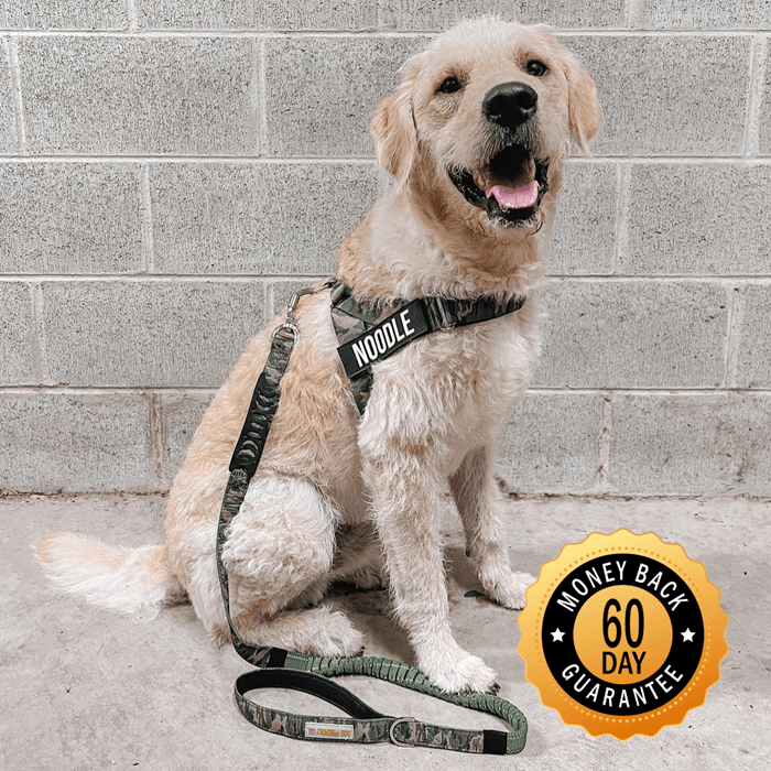 Dog wearing a harness with 'Noodle,' sitting beside a 60-day guarantee emblem.