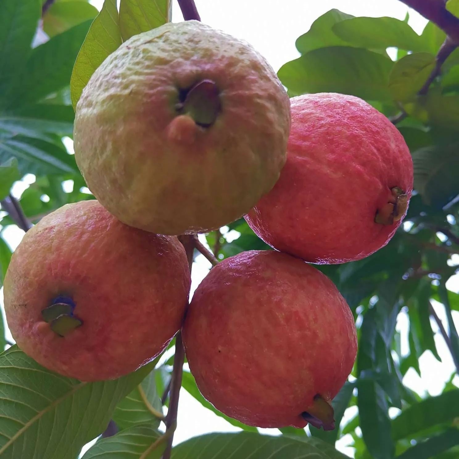 🍈 Semena z růžové guavy na výsadbu – Vhodná do květináčů, skleníků a otevřených zahrad 🍈