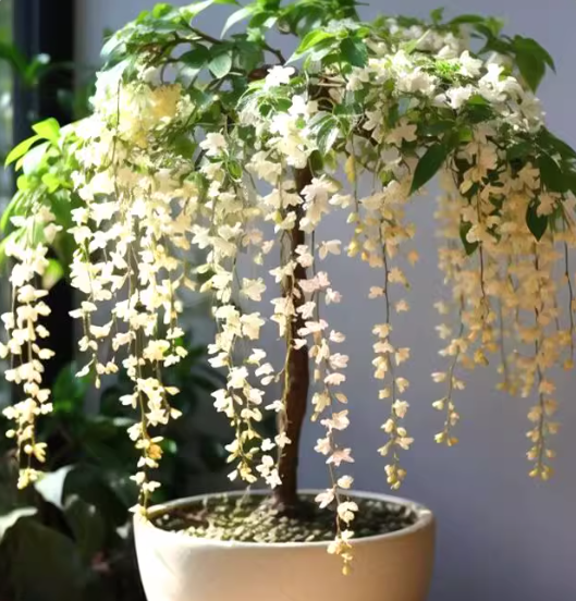 🌸Dvojitá jasmínová semínka – Vaše voňavá noční zahradní senzace!🌿❄️
