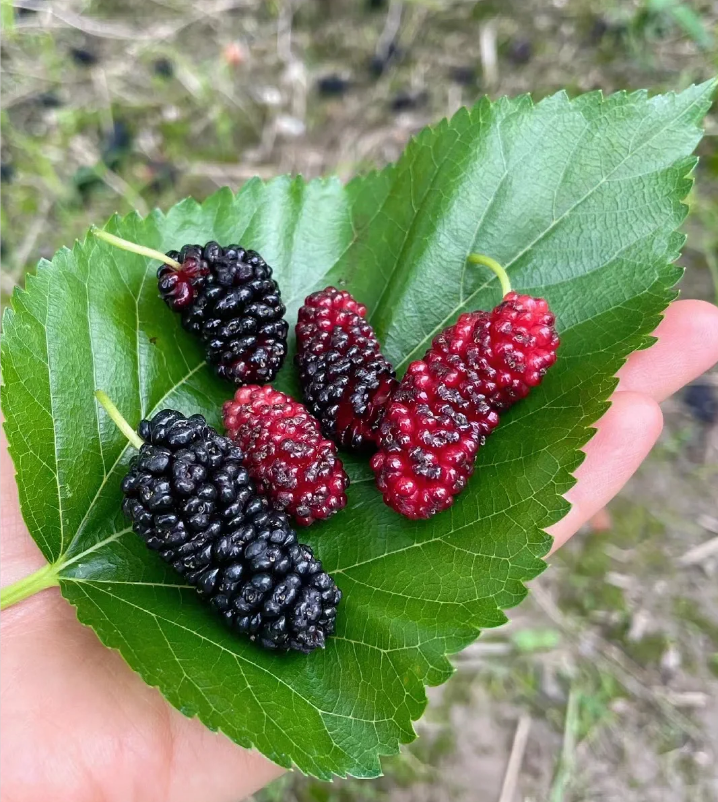 Stratifikovaná semena plodů moruše
