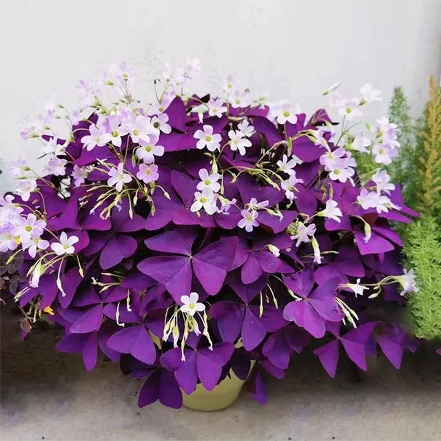 🔥Oxalis Triangularis Purple Shamrock Cibule rostliny Hodně štěstí