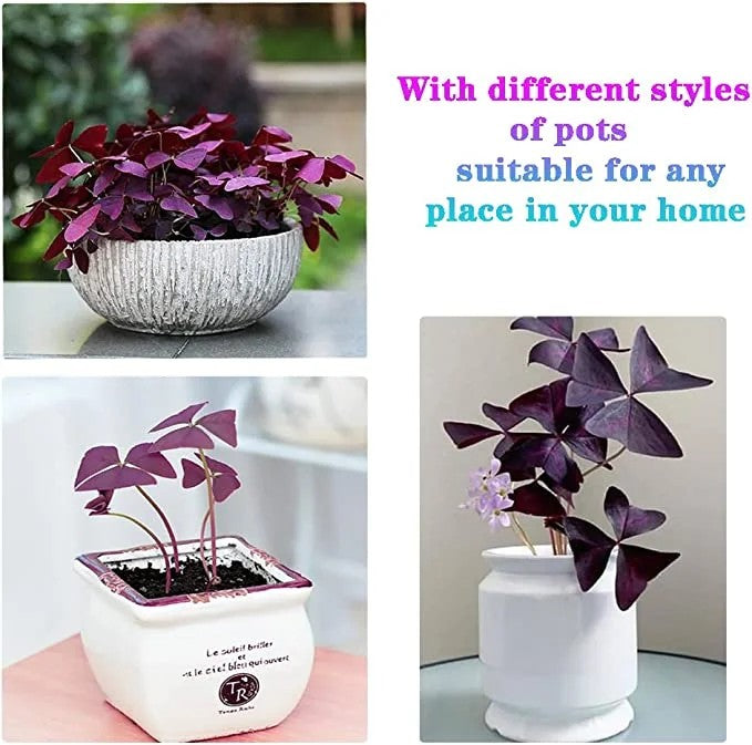 🔥Oxalis Triangularis Purple Shamrock Cibule rostliny Hodně štěstí