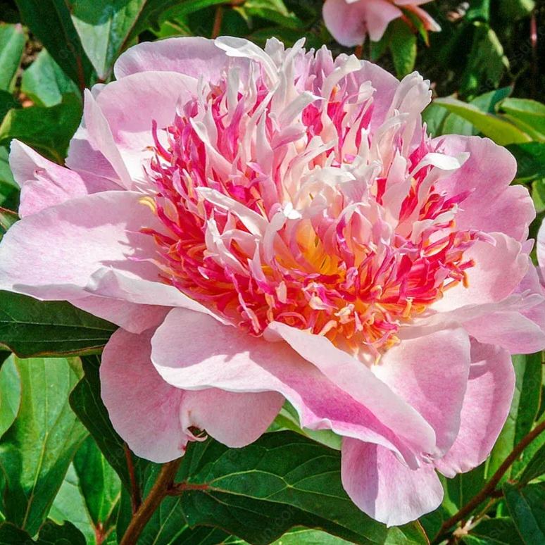 🌸 Pásovitá pivoňka - odolná trvalka, popínavá rostlina pro vnitřní i venkovní krásu