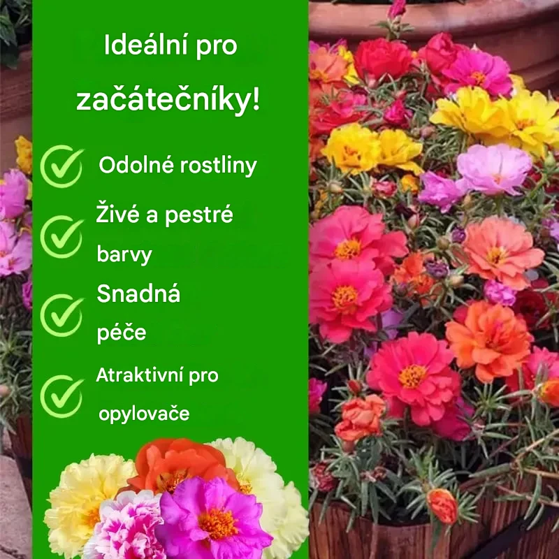 🌸Moss Rose Seeds – 🌿Perennial Flower Seeds / Large Flowers / Easy to Grow