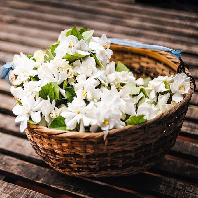 🌸Dvojitá jasmínová semínka – Vaše voňavá noční zahradní senzace!🌿❄️