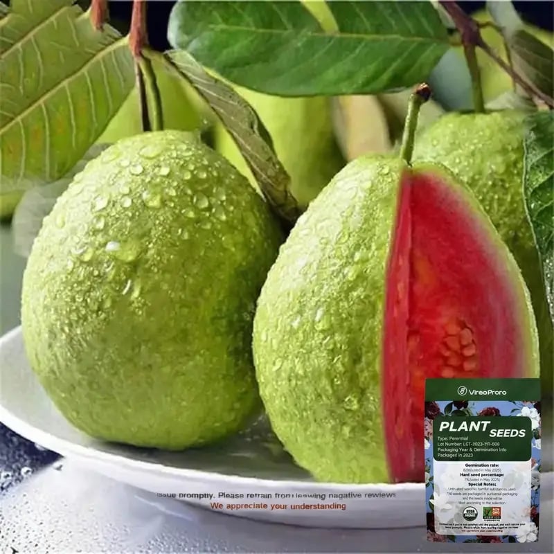 💥Jarní výprodej 49% SLEVA💚 Spolehlivá organická semínka růžové guavy – snadné pěstování, vysoká klíčivost, ideální pro domácí zahrady! 🍈