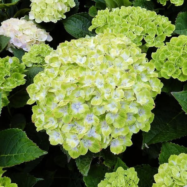 🌈Směs semen hortenzie - krásná a odolná semena trvalek pro vaši zahradu