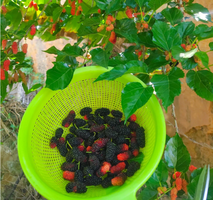 Stratifikovaná semena plodů moruše