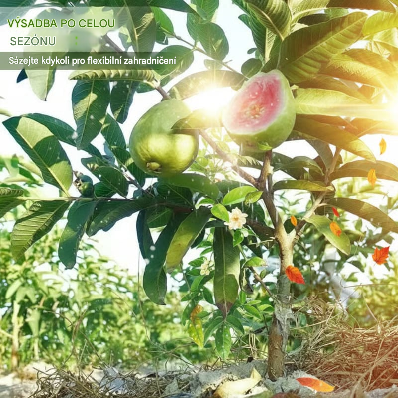 💥Jarní výprodej 49% SLEVA💚 Spolehlivá organická semínka růžové guavy – snadné pěstování, vysoká klíčivost, ideální pro domácí zahrady! 🍈