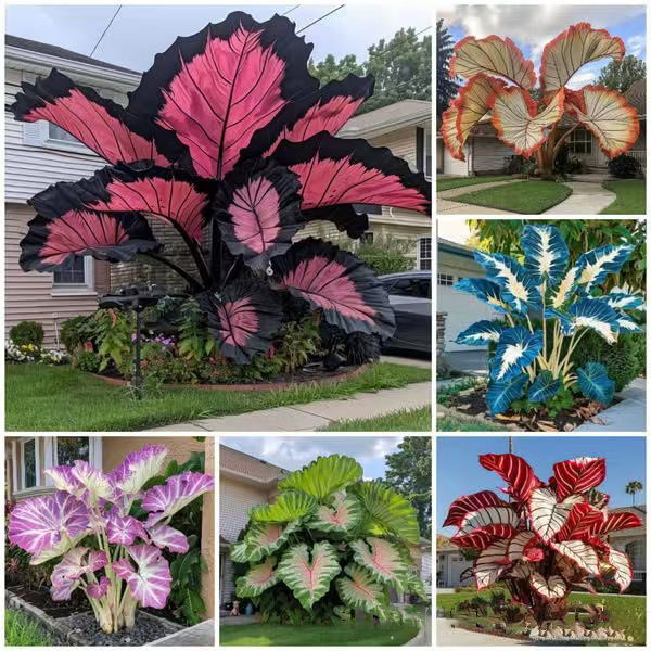 🌸【7 days germination】Last Day 50% OFF🍃Rare Giant Caladium Seeds