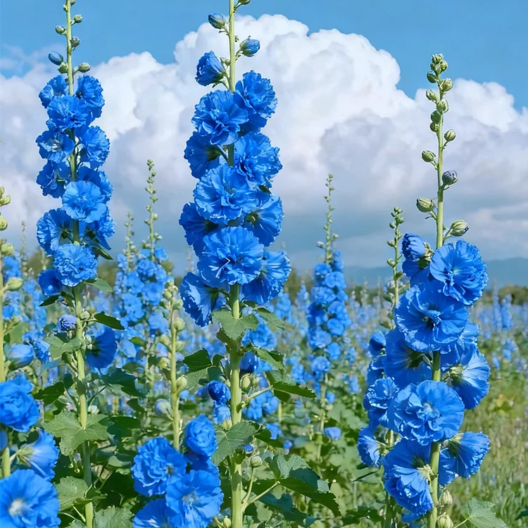 🌸 Semena plnokvěté voňavé topolovky
